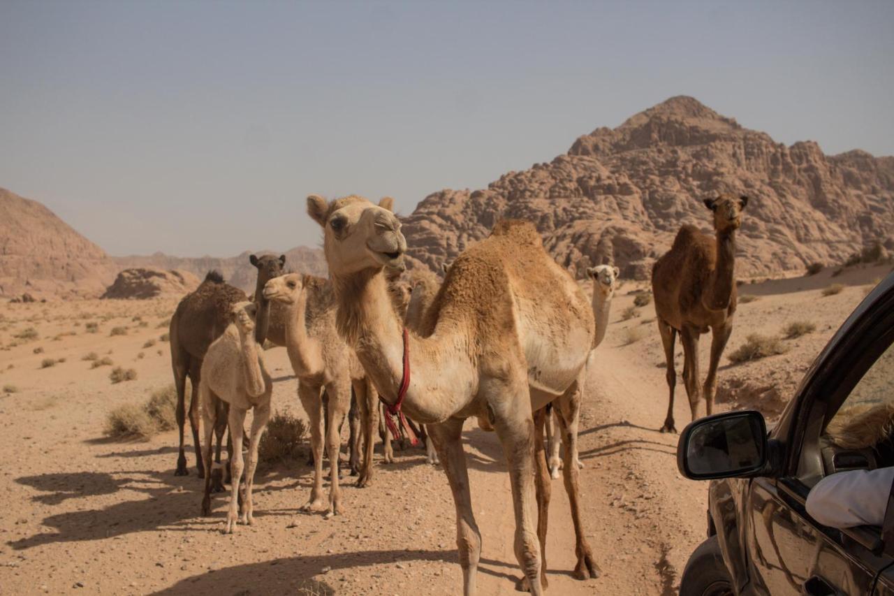 Отель Bedouins Life Camp Акаба Экстерьер фото